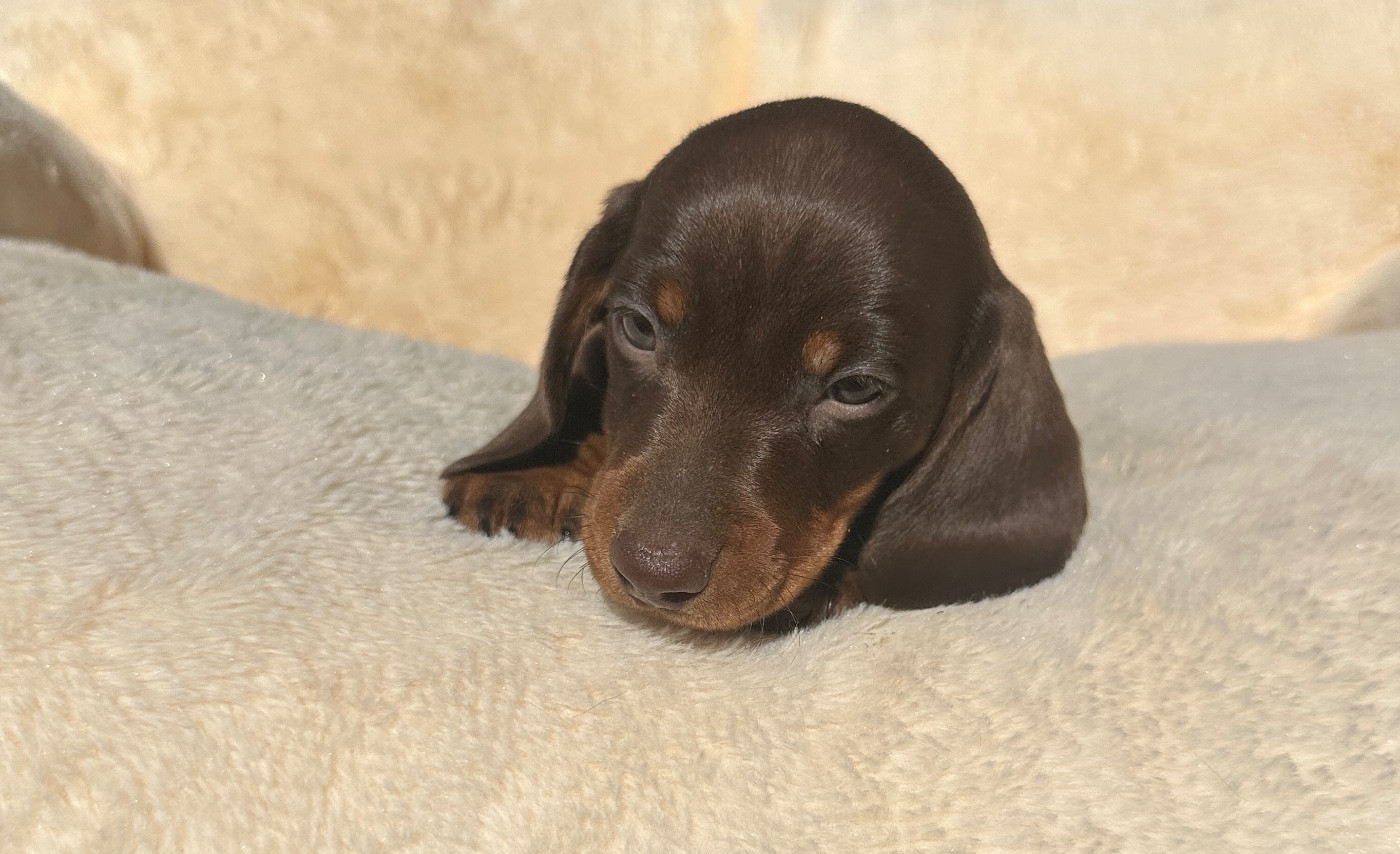 Di Casa Borgo - Chiots disponibles - Teckel poil ras