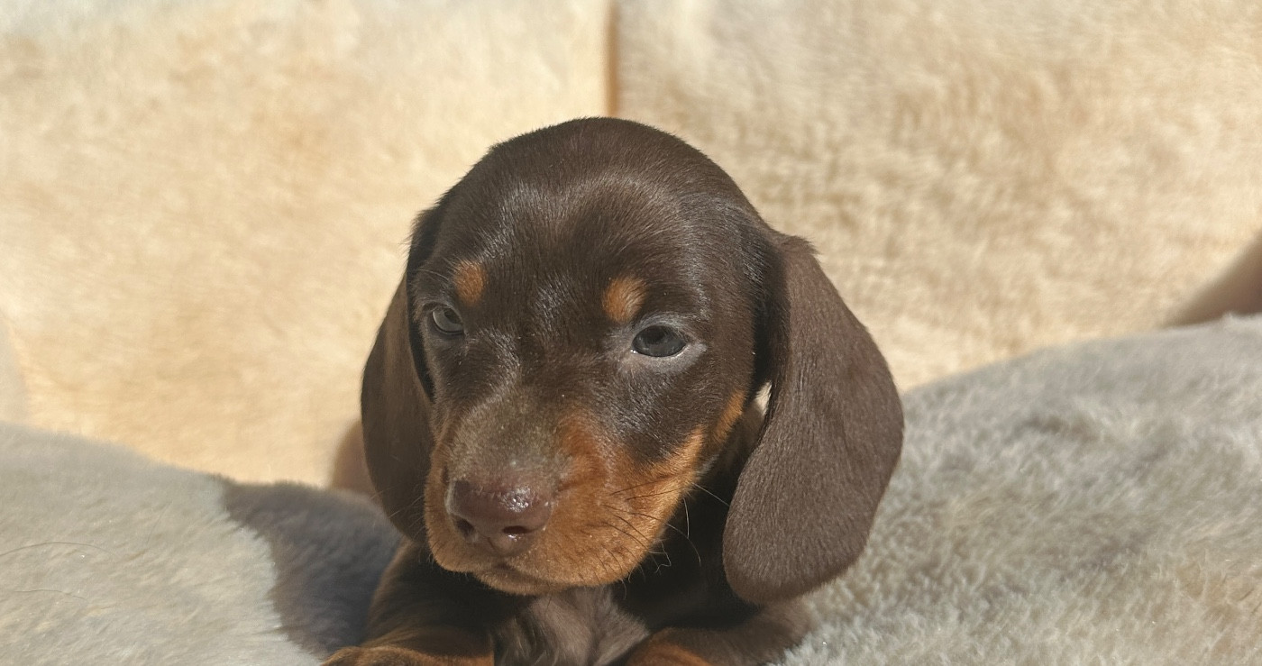 Di Casa Borgo - Chiots disponibles - Teckel poil ras