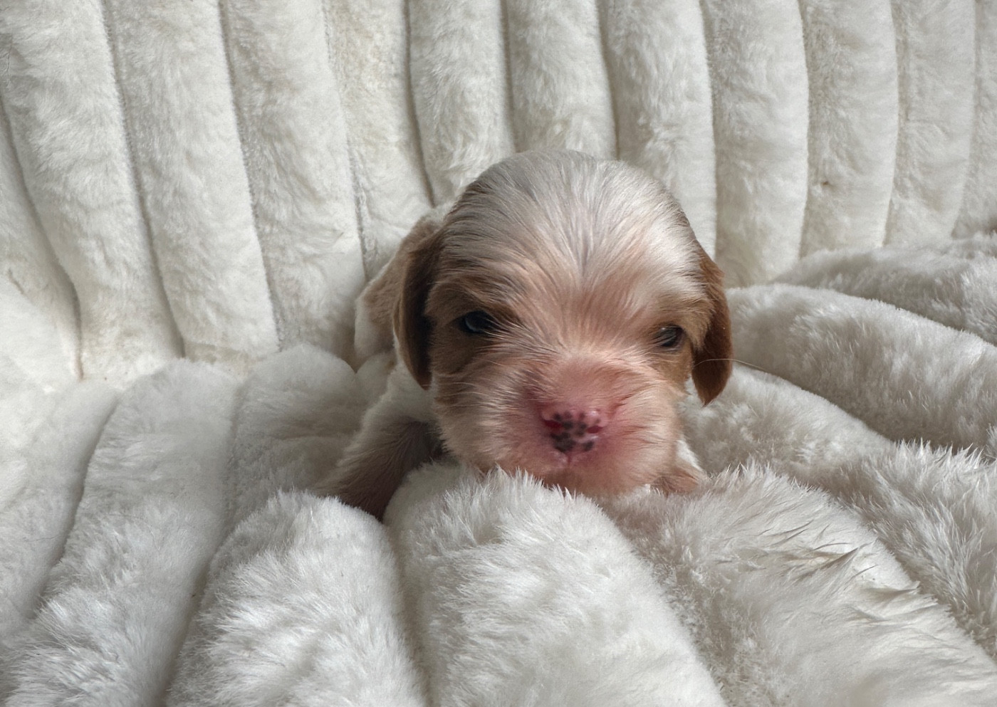 Di Casa Borgo - Chiots disponibles - Cavalier King Charles Spaniel