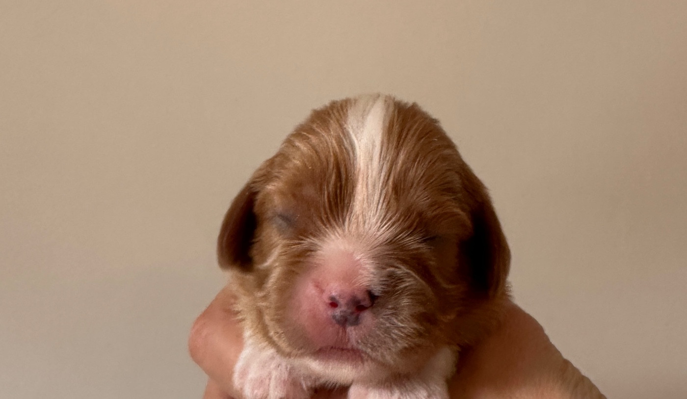 Di Casa Borgo - Chiots disponibles - Cavalier King Charles Spaniel