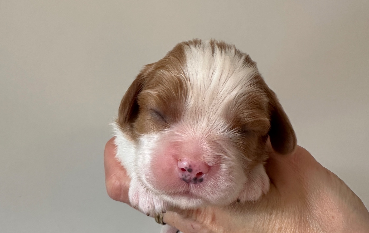 Di Casa Borgo - Chiots disponibles - Cavalier King Charles Spaniel