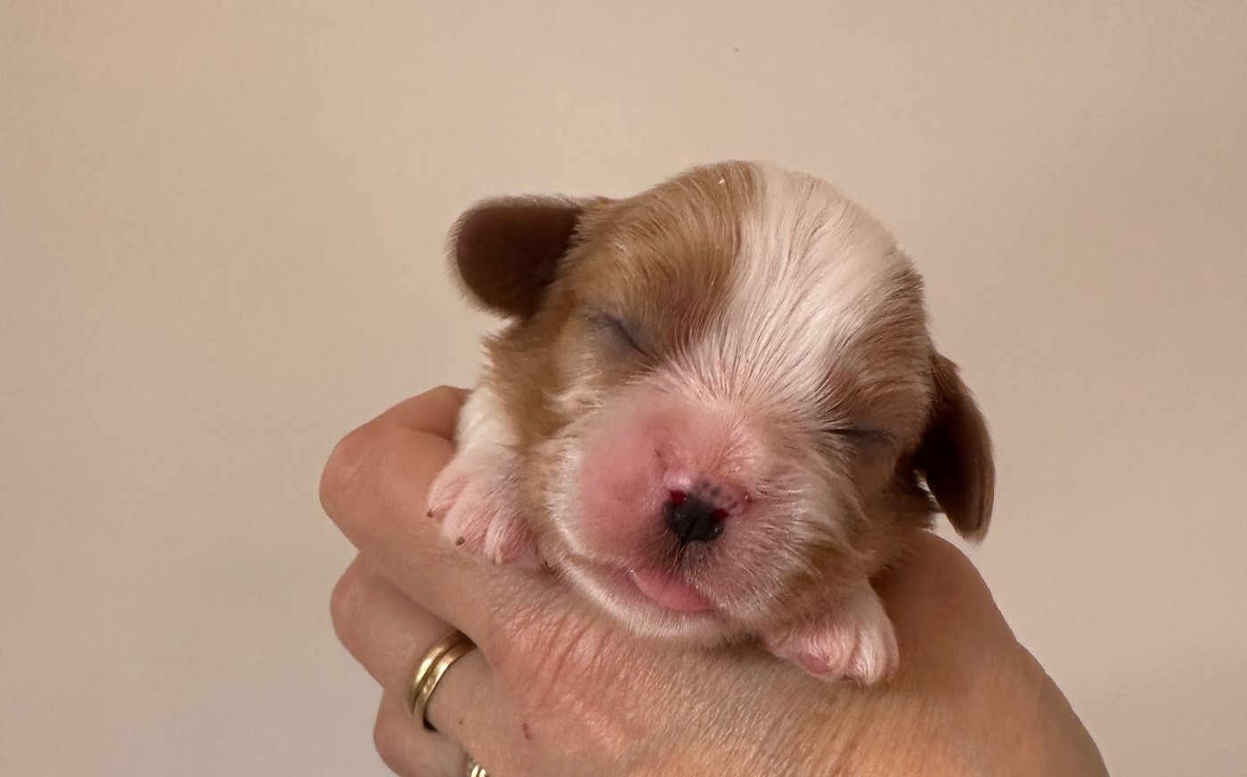 Di Casa Borgo - Chiots disponibles - Cavalier King Charles Spaniel