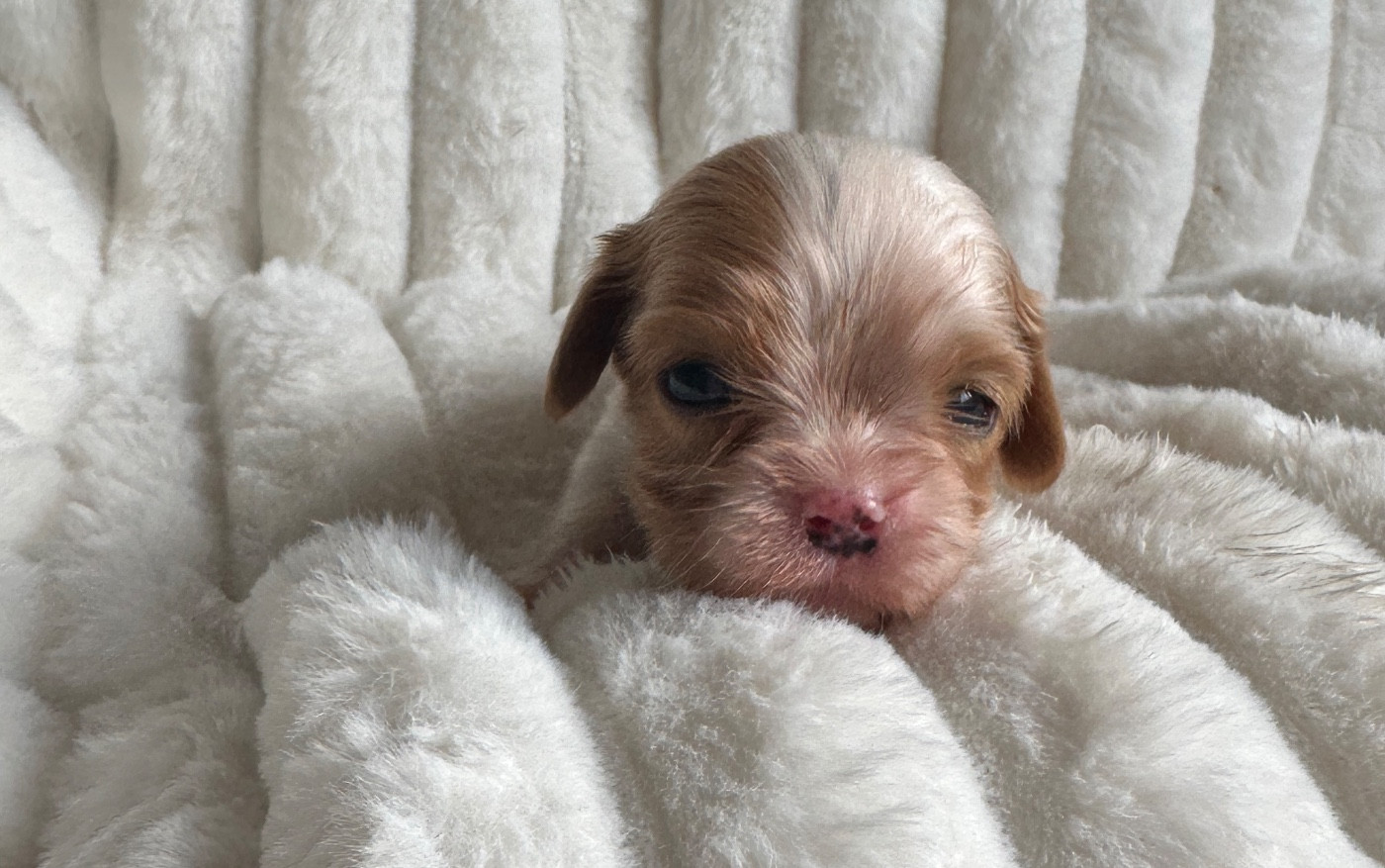 Di Casa Borgo - Chiots disponibles - Cavalier King Charles Spaniel