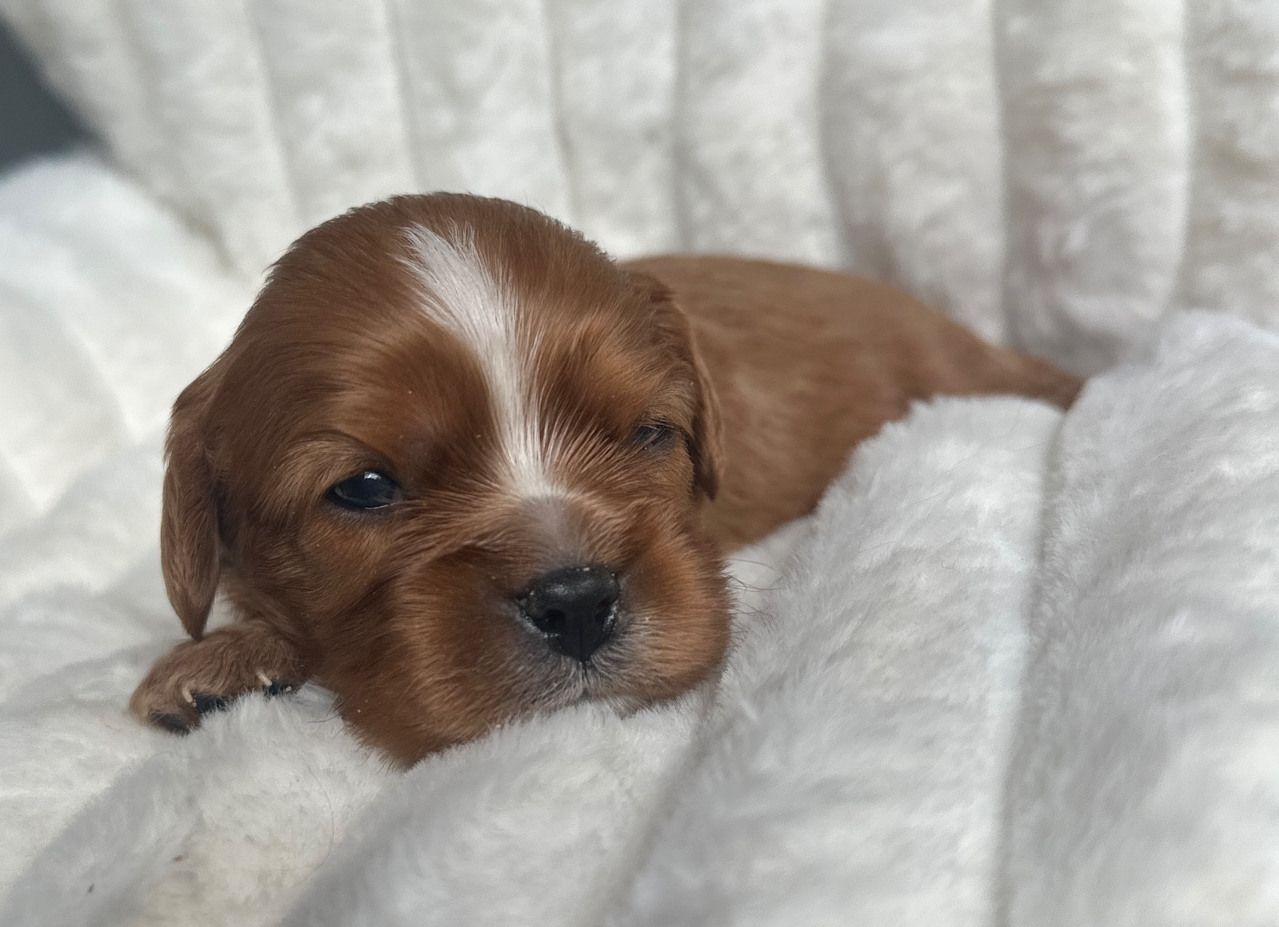 Di Casa Borgo - Chiots disponibles - Cavalier King Charles Spaniel
