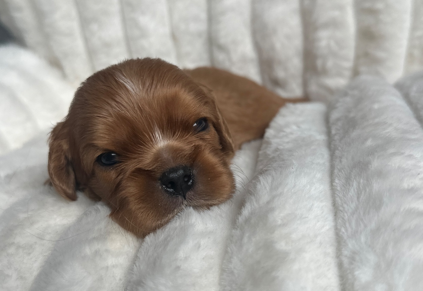 Di Casa Borgo - Chiots disponibles - Cavalier King Charles Spaniel