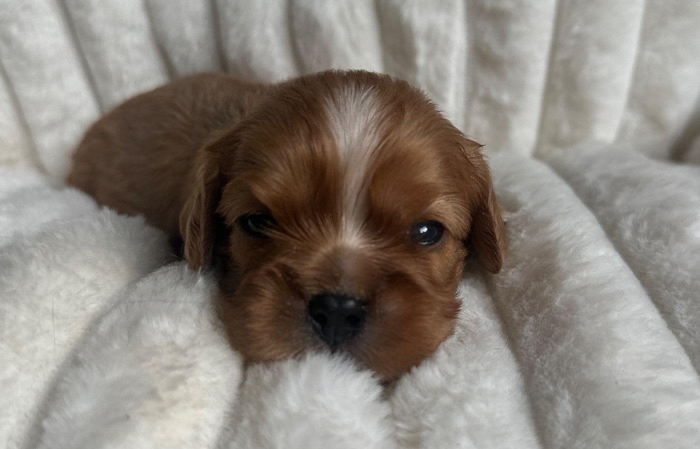 Di Casa Borgo - Chiots disponibles - Cavalier King Charles Spaniel