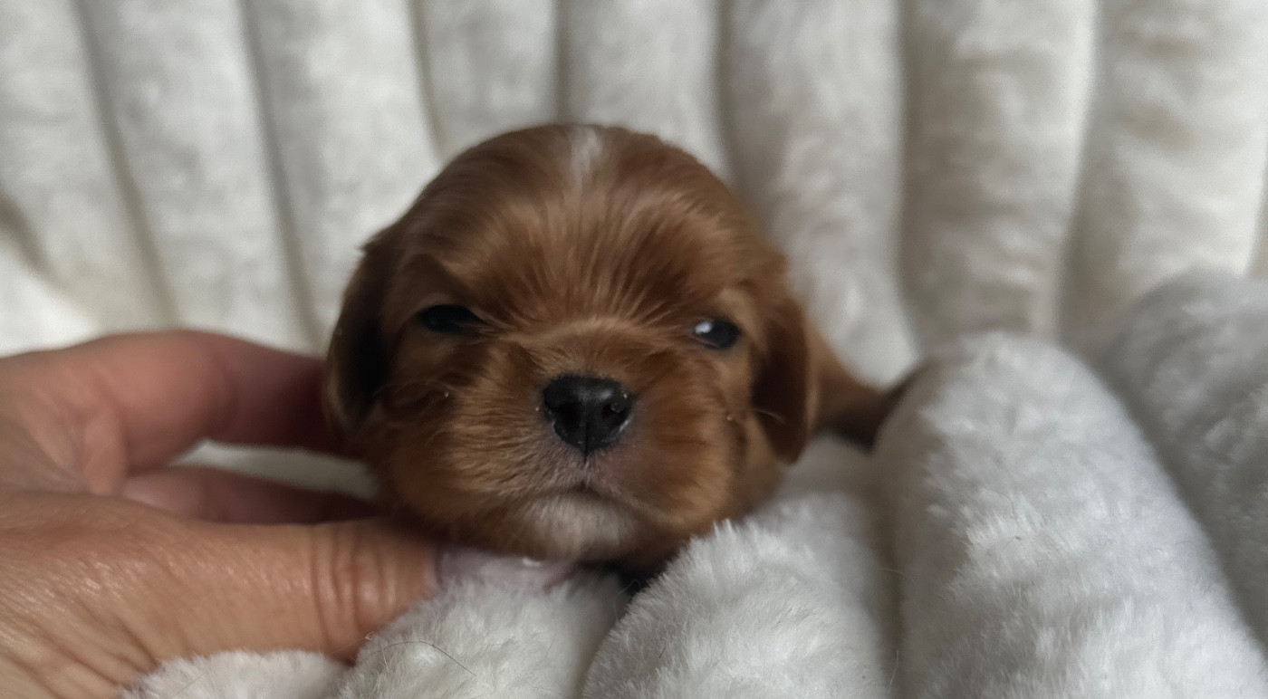 Di Casa Borgo - Chiots disponibles - Cavalier King Charles Spaniel