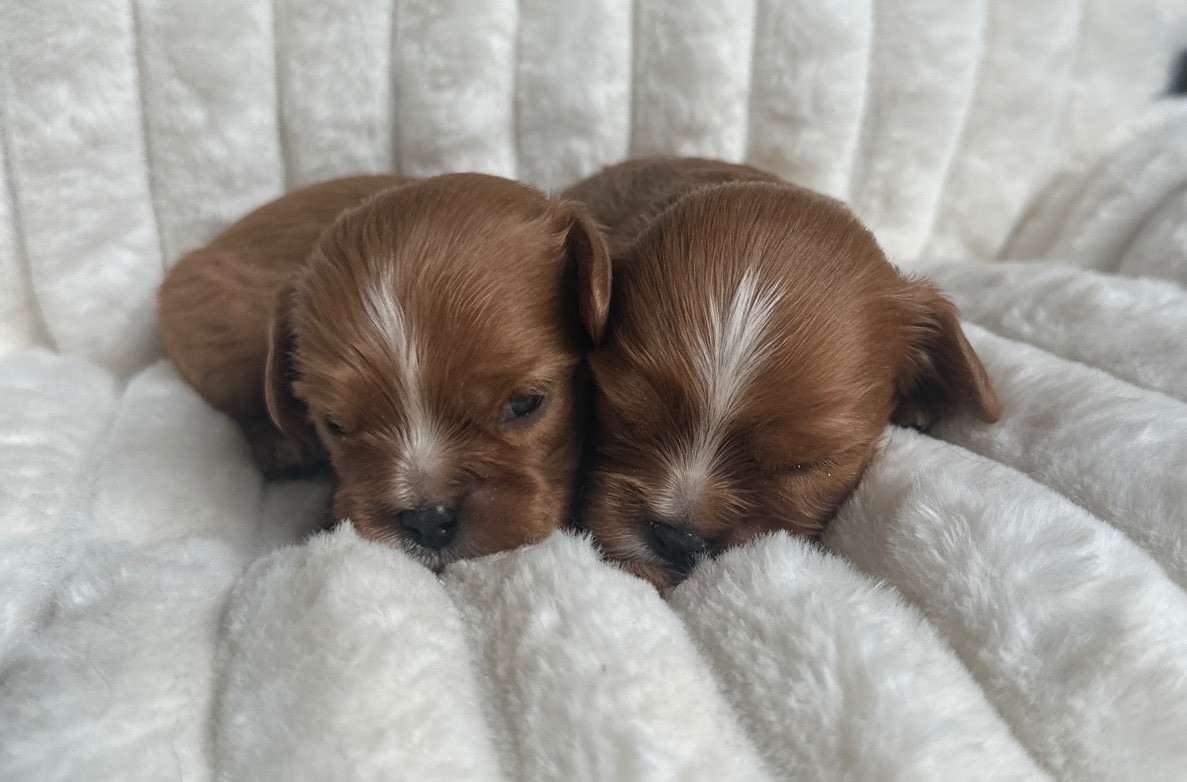 Chiot Cavalier King Charles Spaniel Di Casa Borgo