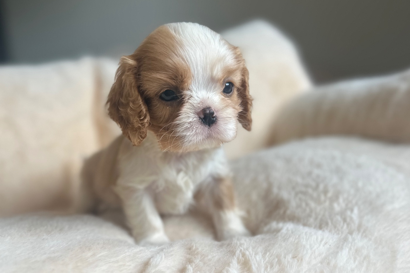 Di Casa Borgo - Chiots disponibles - Cavalier King Charles Spaniel