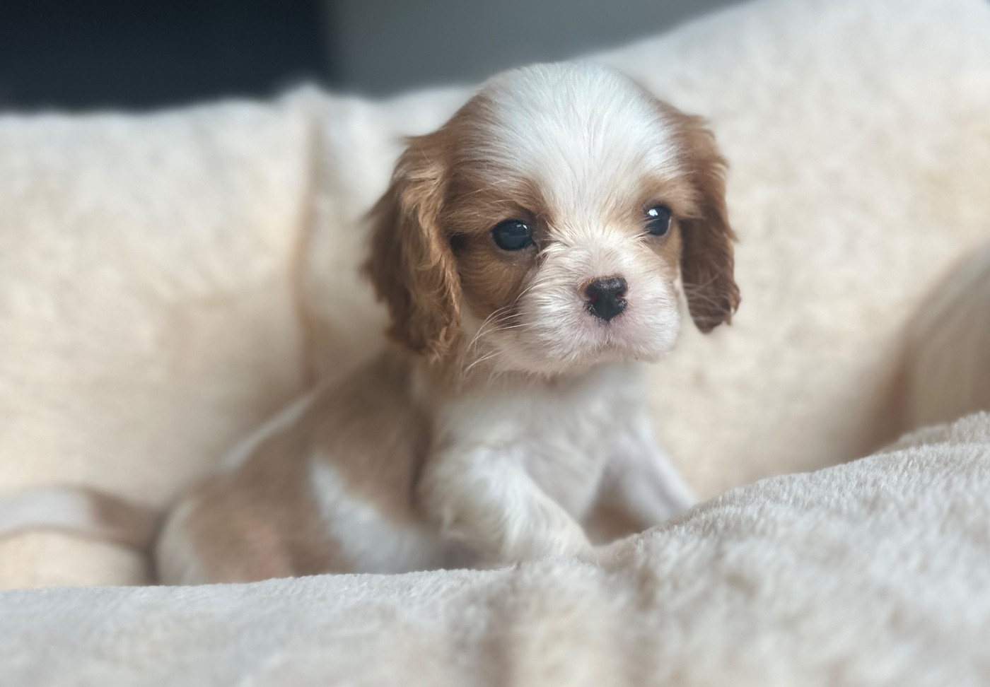 Di Casa Borgo - Chiots disponibles - Cavalier King Charles Spaniel