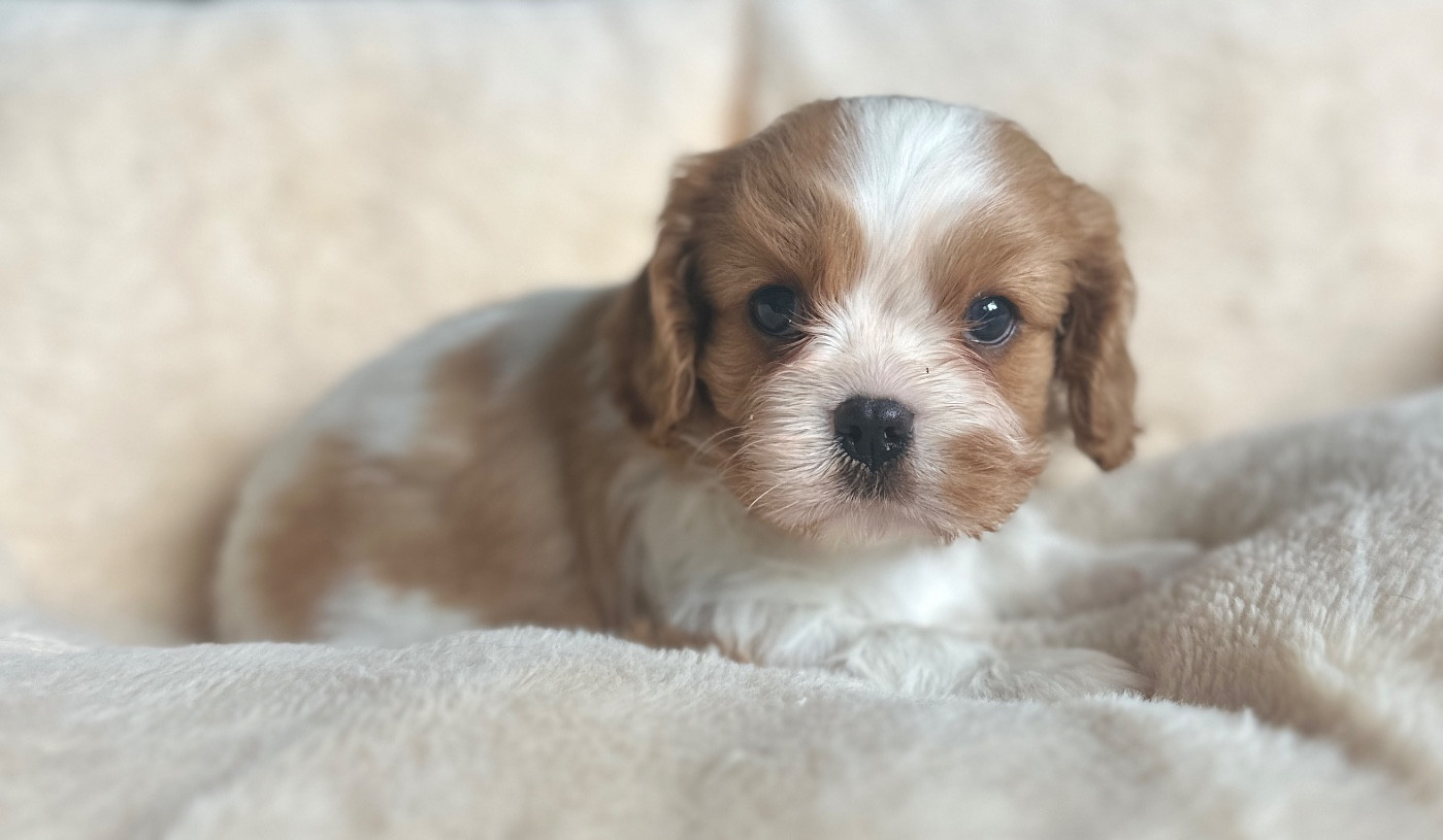 Di Casa Borgo - Chiots disponibles - Cavalier King Charles Spaniel