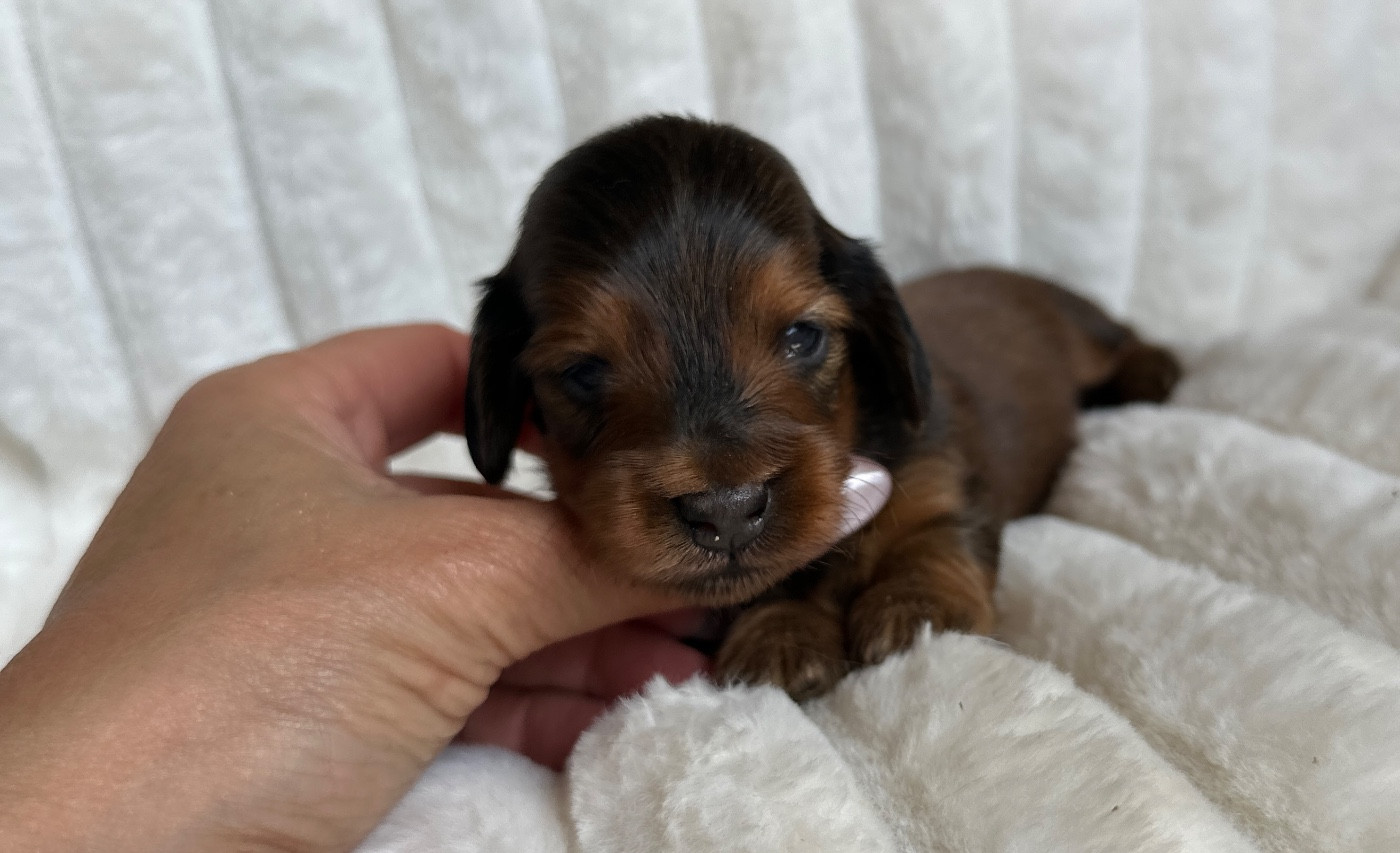 Di Casa Borgo - Chiots disponibles - Teckel poil long