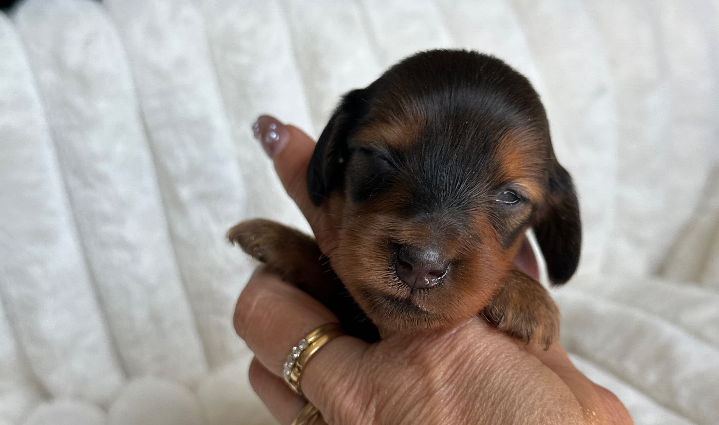 Di Casa Borgo - Chiots disponibles - Teckel poil long