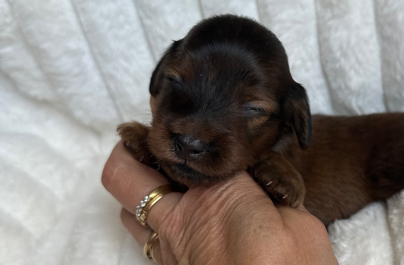 Di Casa Borgo - Chiots disponibles - Teckel poil long
