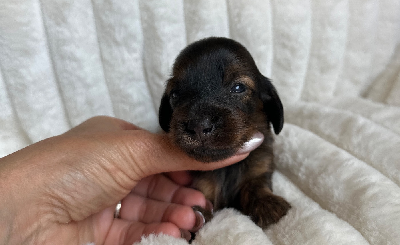 Di Casa Borgo - Chiots disponibles - Teckel poil long