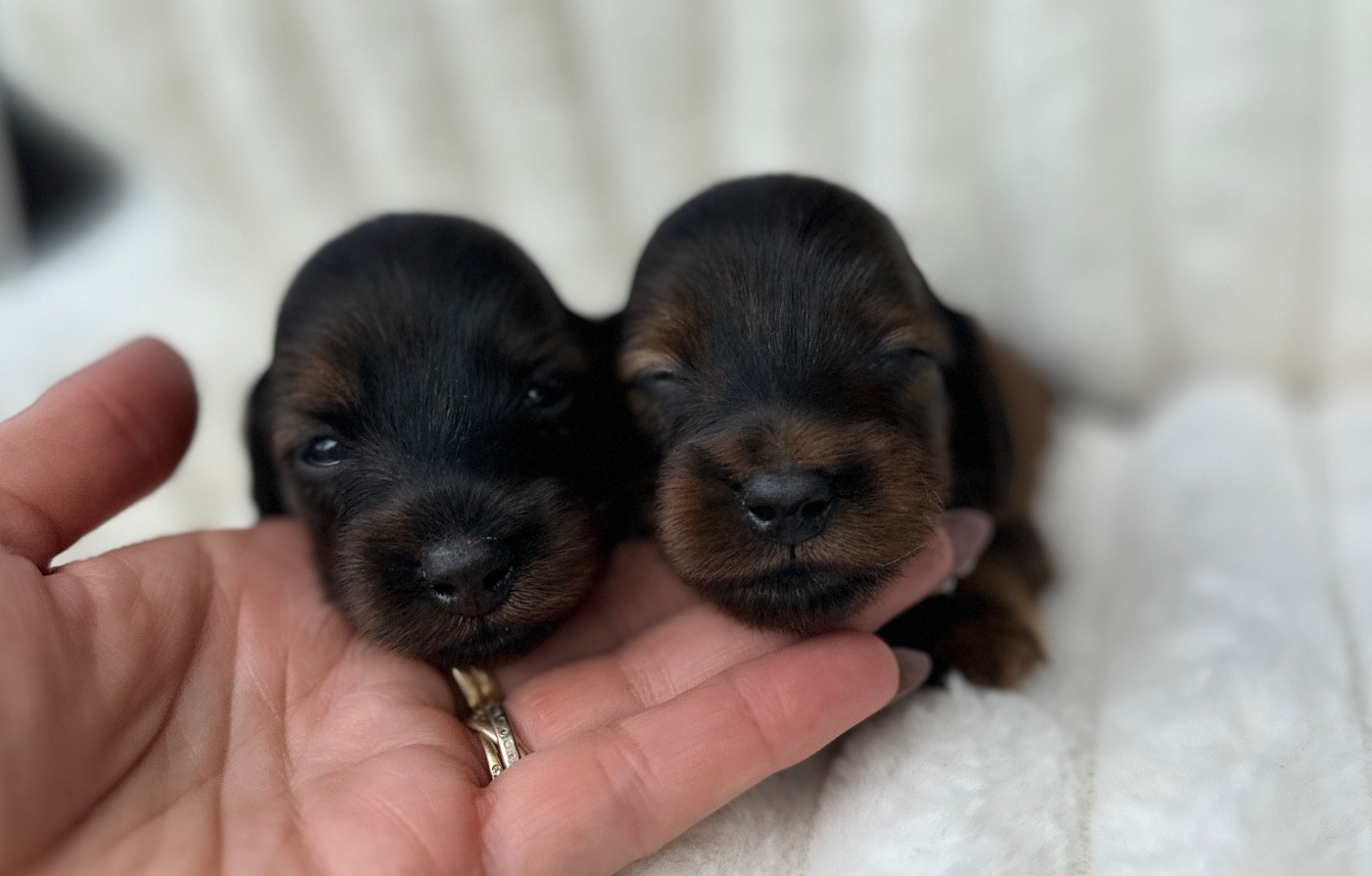 Chiot Teckel poil long Di Casa Borgo