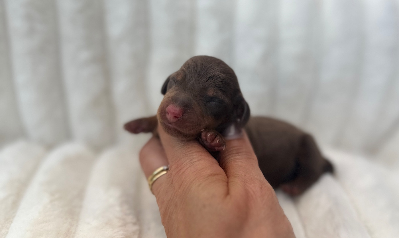 Di Casa Borgo - Chiots disponibles - Teckel poil ras