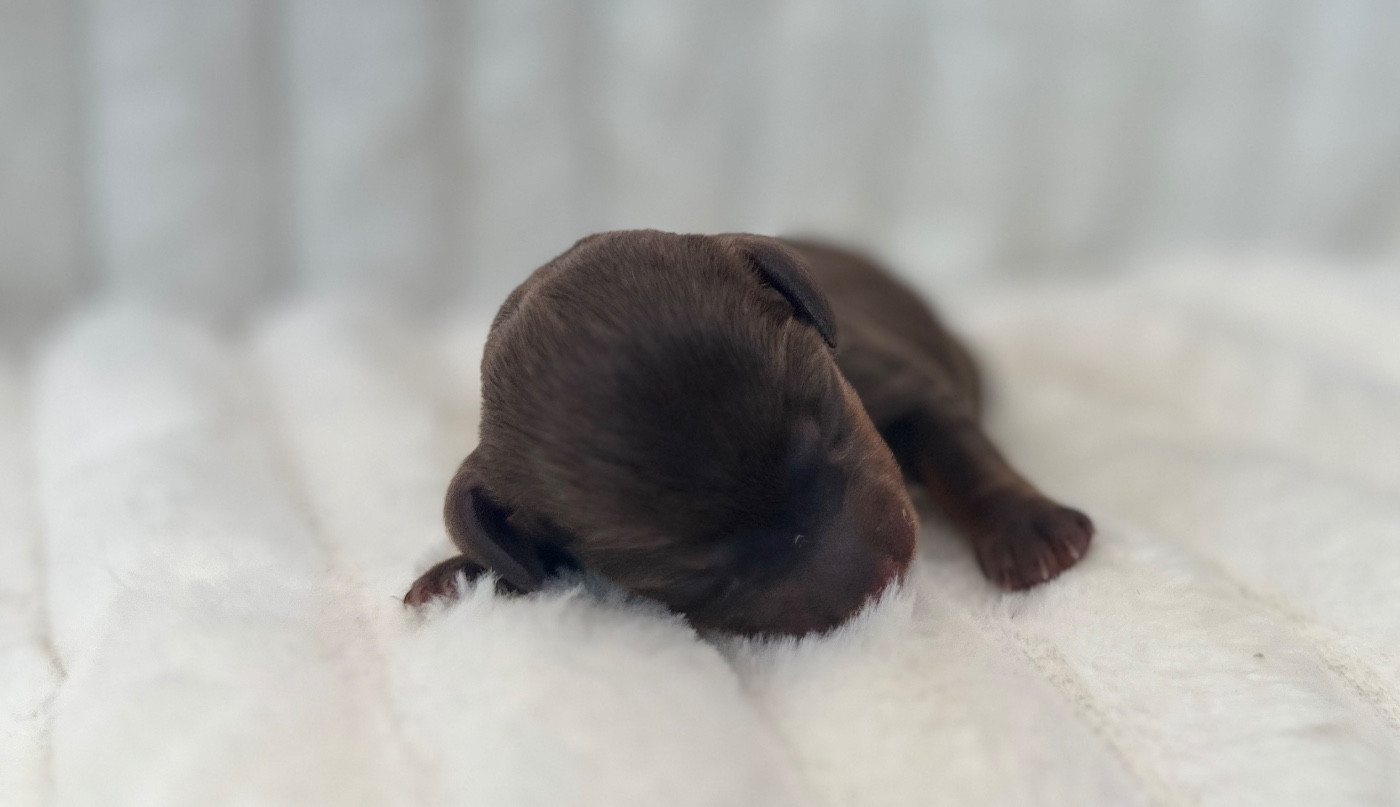 Di Casa Borgo - Chiots disponibles - Teckel poil ras