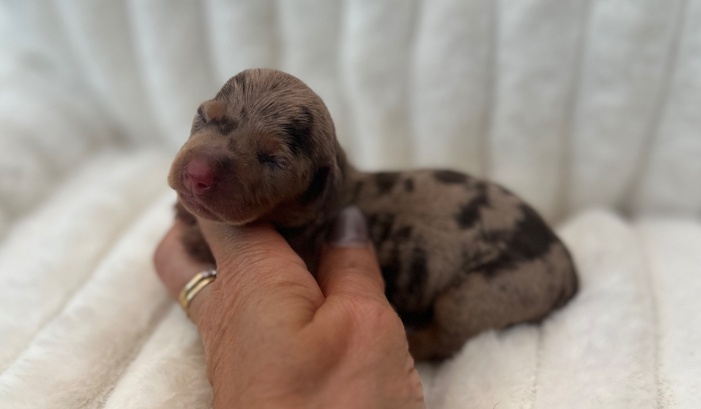Di Casa Borgo - Chiots disponibles - Teckel poil ras