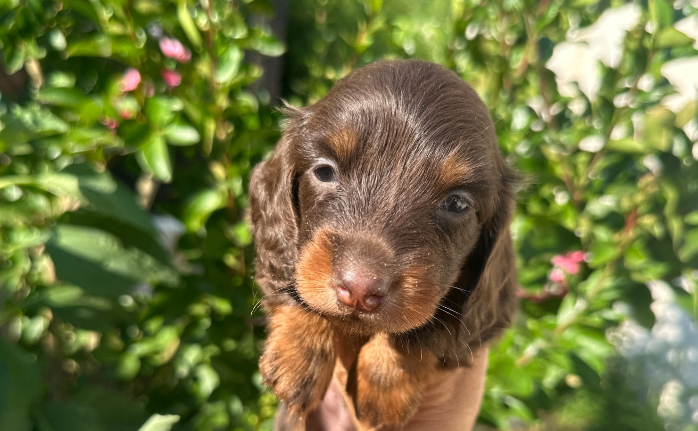 Di Casa Borgo - Chiots disponibles - Teckel poil long
