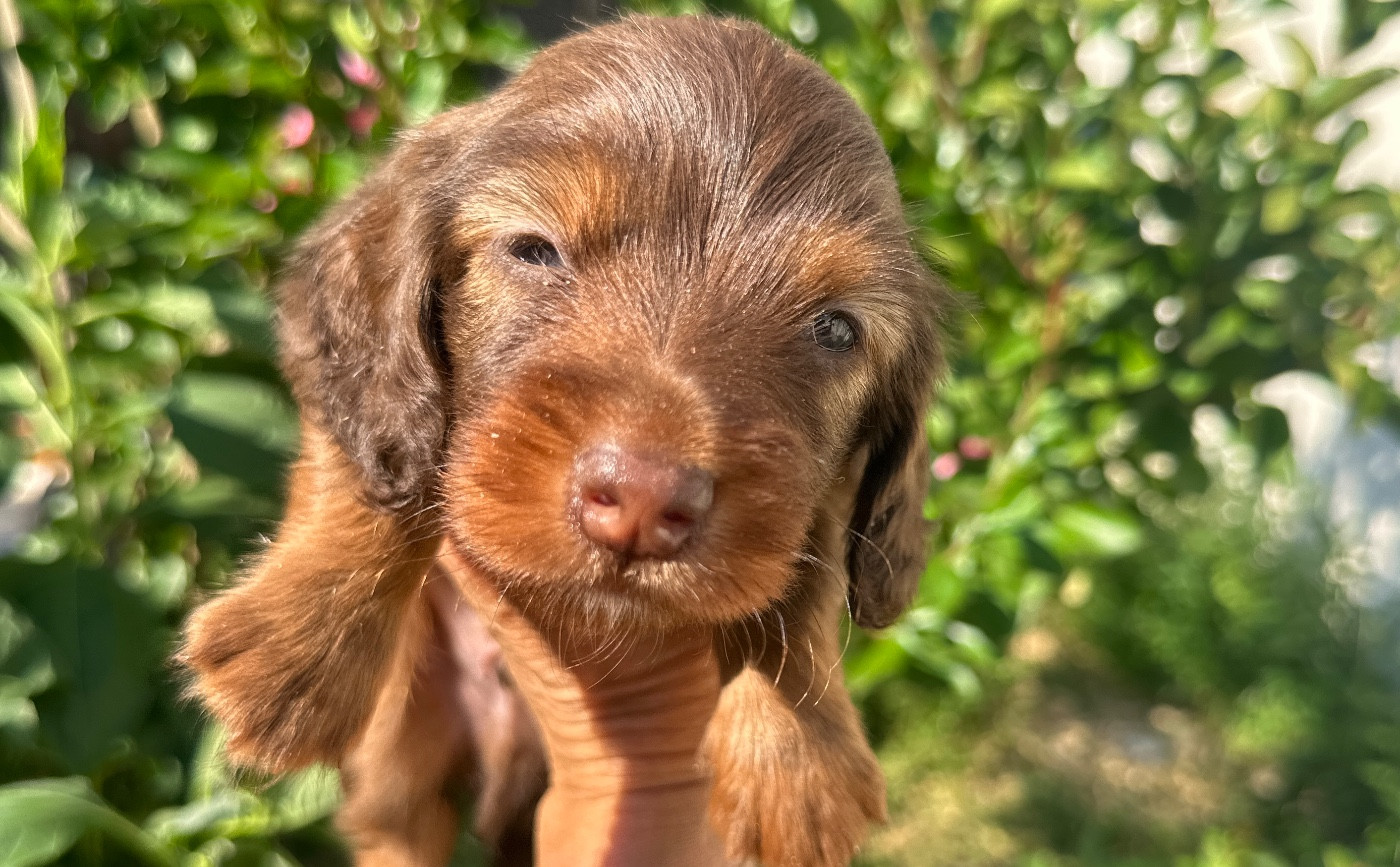 Di Casa Borgo - Chiots disponibles - Teckel poil long