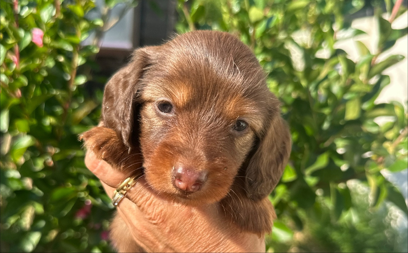 Di Casa Borgo - Chiots disponibles - Teckel poil long