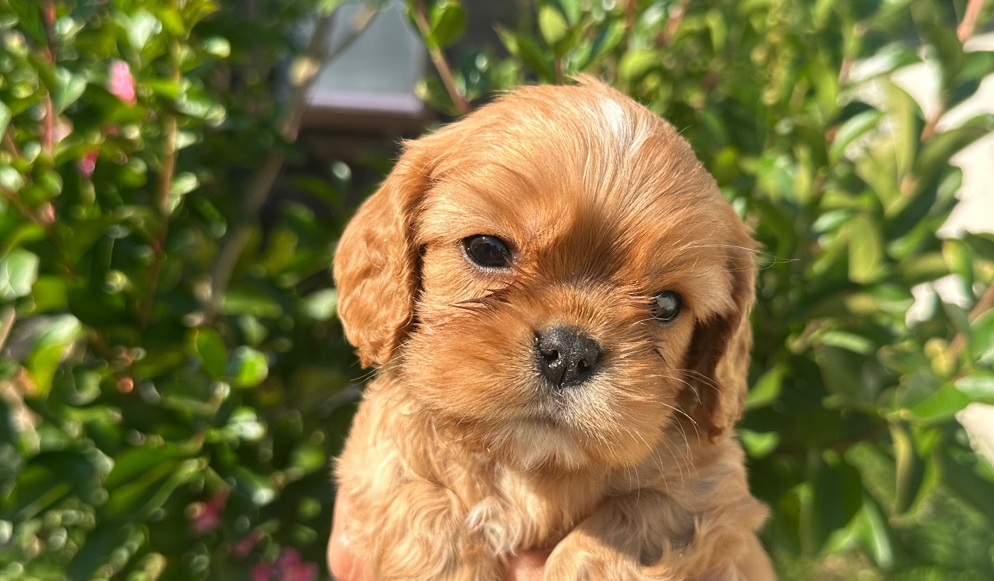 Di Casa Borgo - Chiots disponibles - Cavalier King Charles Spaniel