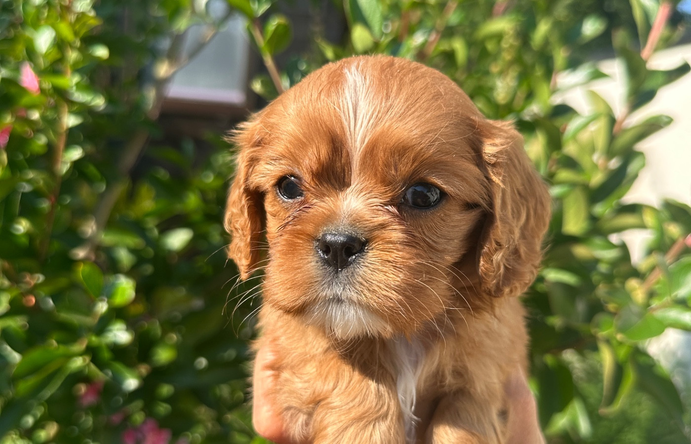 Di Casa Borgo - Chiots disponibles - Cavalier King Charles Spaniel