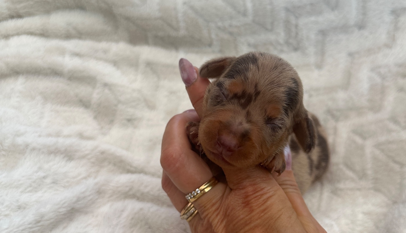 Di Casa Borgo - Chiots disponibles - Teckel poil ras