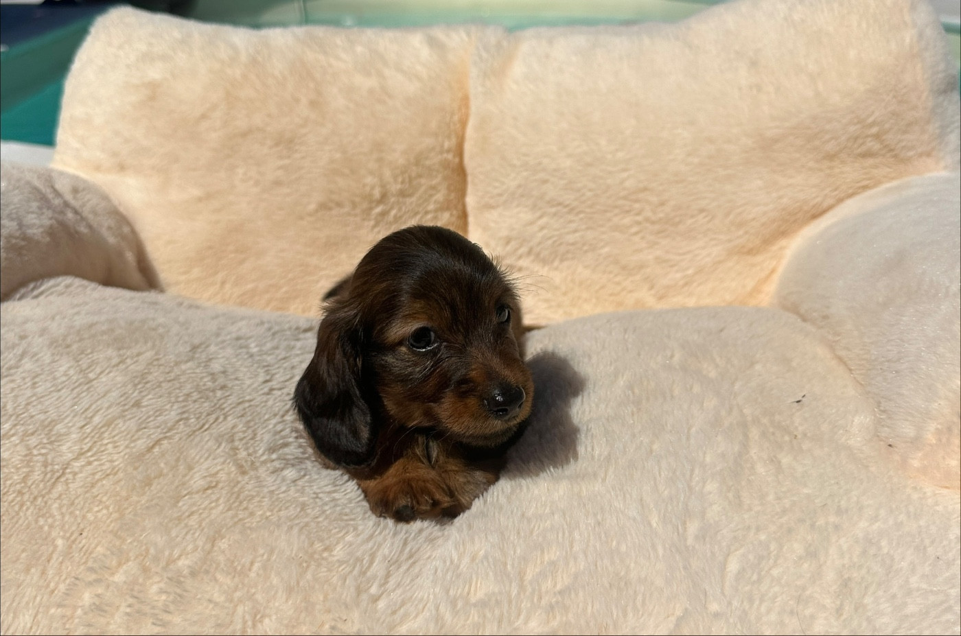 Di Casa Borgo - Chiots disponibles - Teckel poil long
