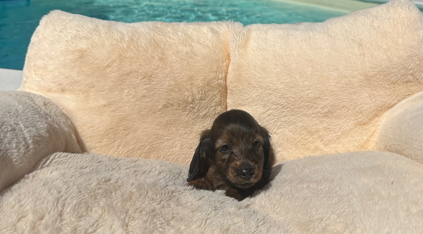 Di Casa Borgo - Chiots disponibles - Teckel poil long