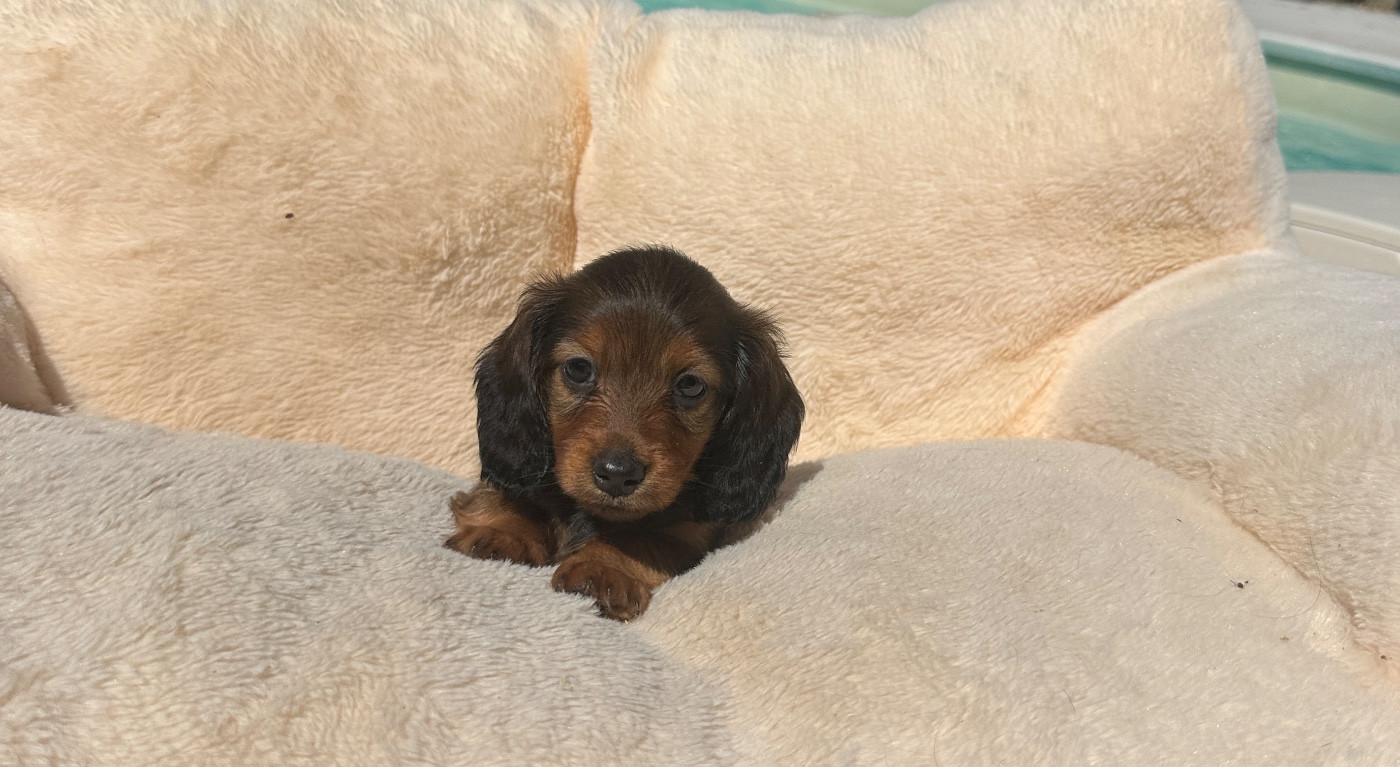 Di Casa Borgo - Chiots disponibles - Teckel poil long