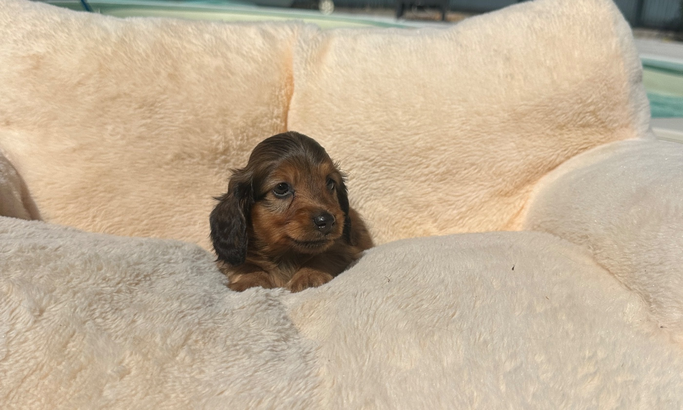 Di Casa Borgo - Chiots disponibles - Teckel poil long