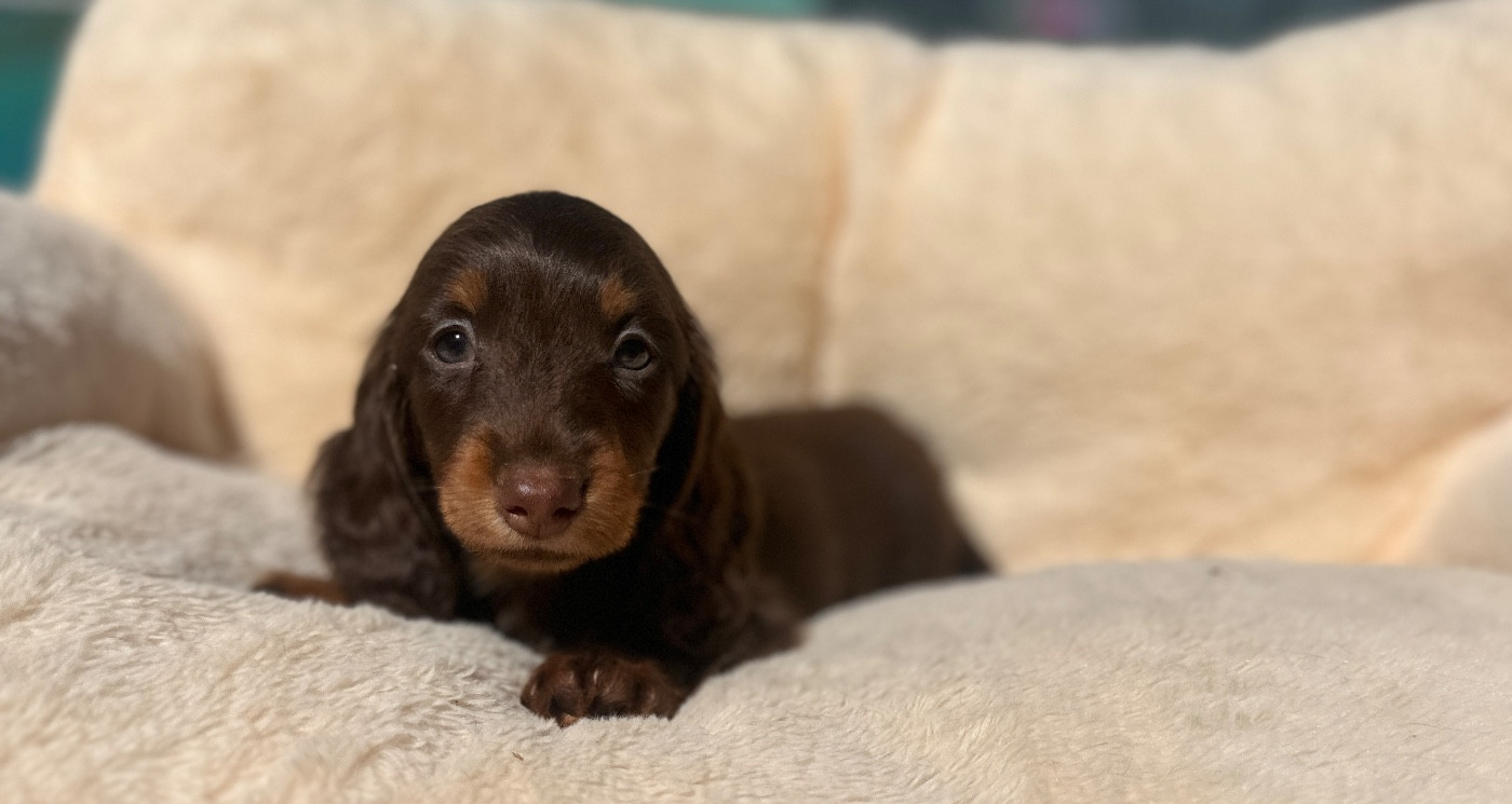Di Casa Borgo - Chiots disponibles - Teckel poil long