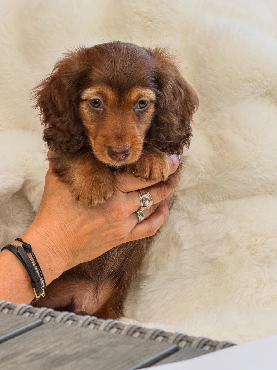 Di Casa Borgo - Chiots disponibles - Teckel poil long