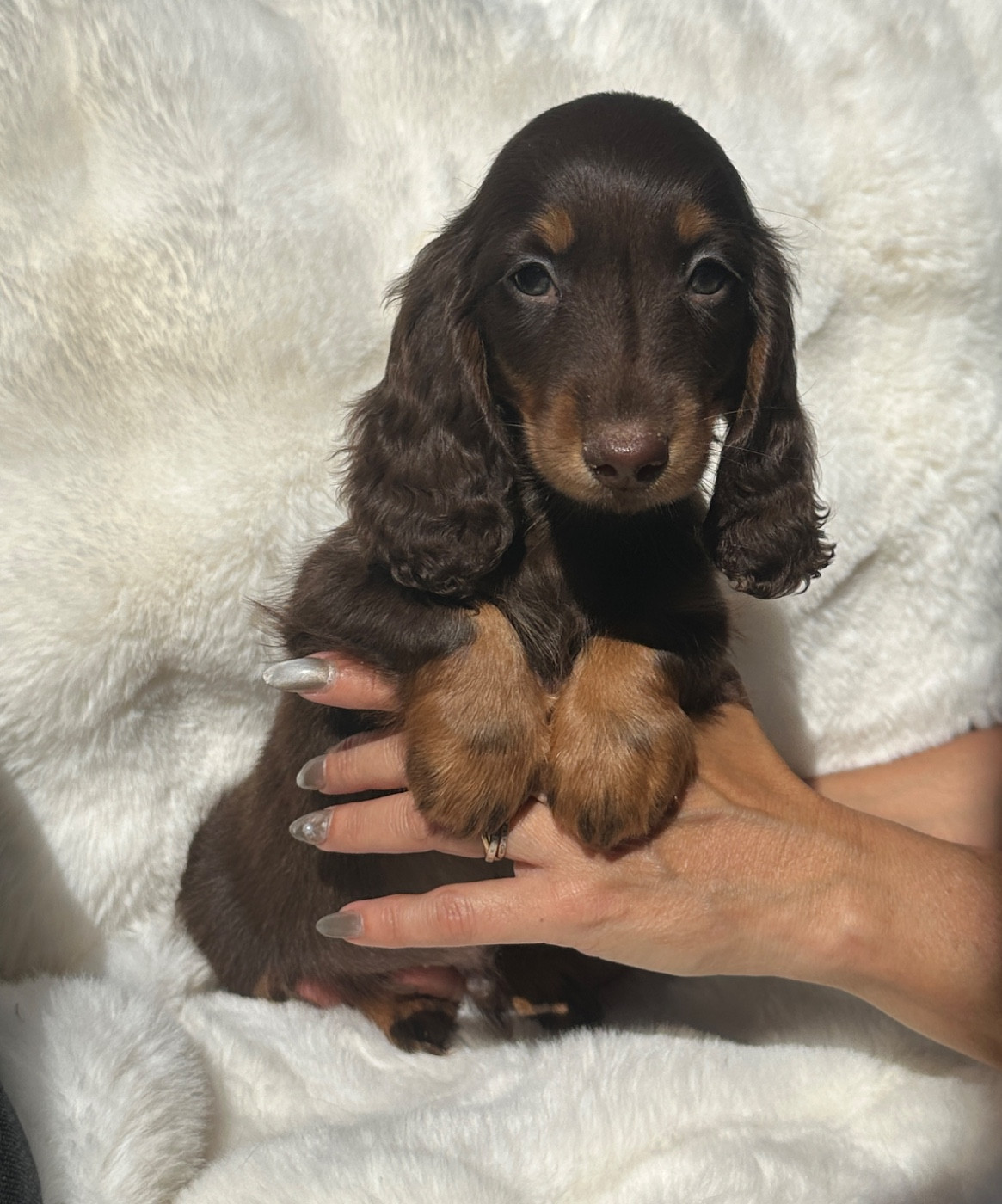 Di Casa Borgo - Chiots disponibles - Teckel poil long