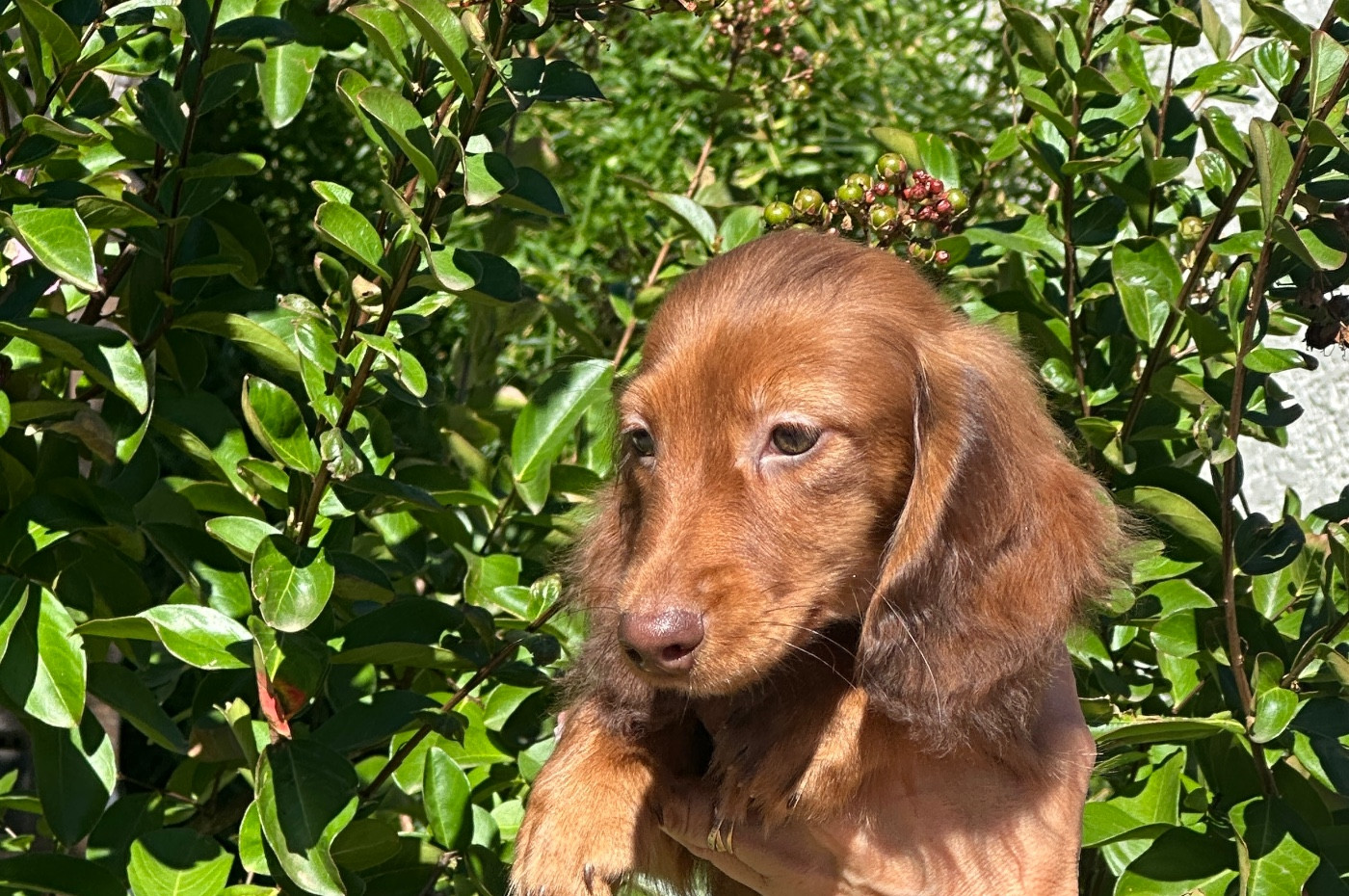 Di Casa Borgo - Chiots disponibles - Teckel poil long