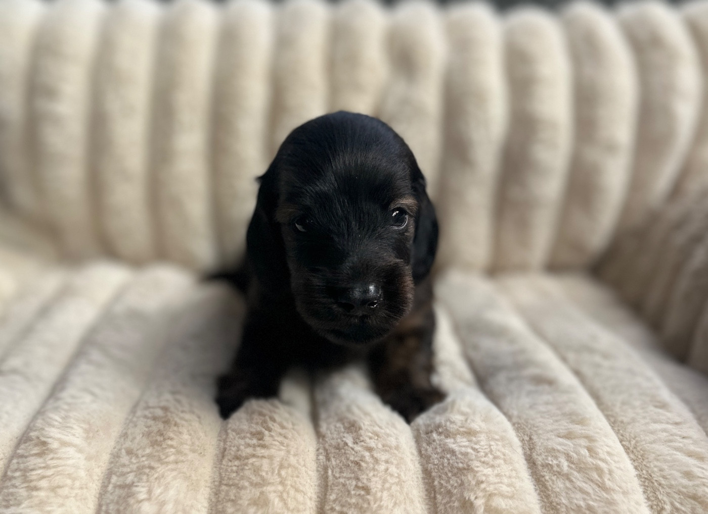 Di Casa Borgo - Chiots disponibles - Teckel poil long