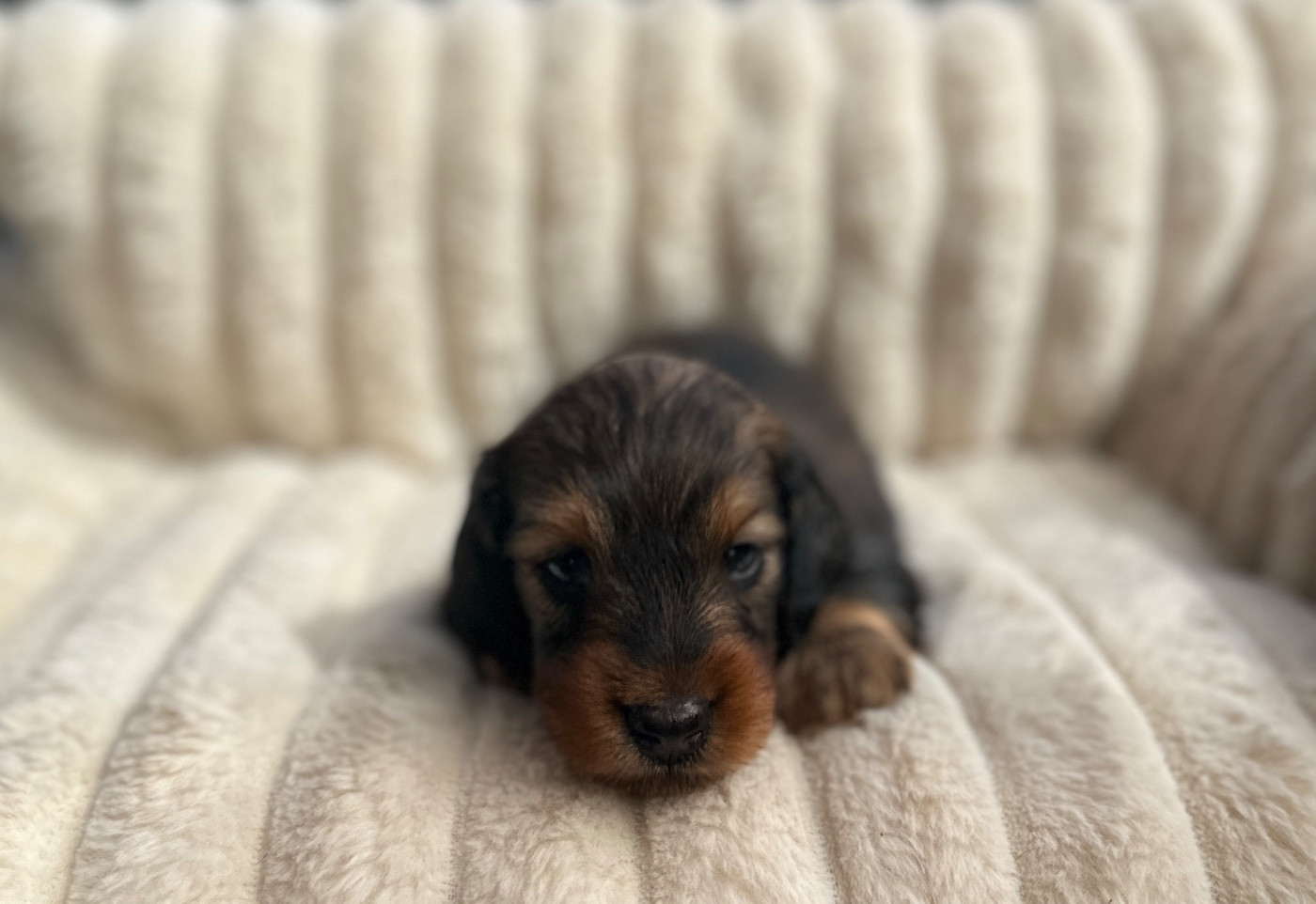 Di Casa Borgo - Chiots disponibles - Teckel poil long