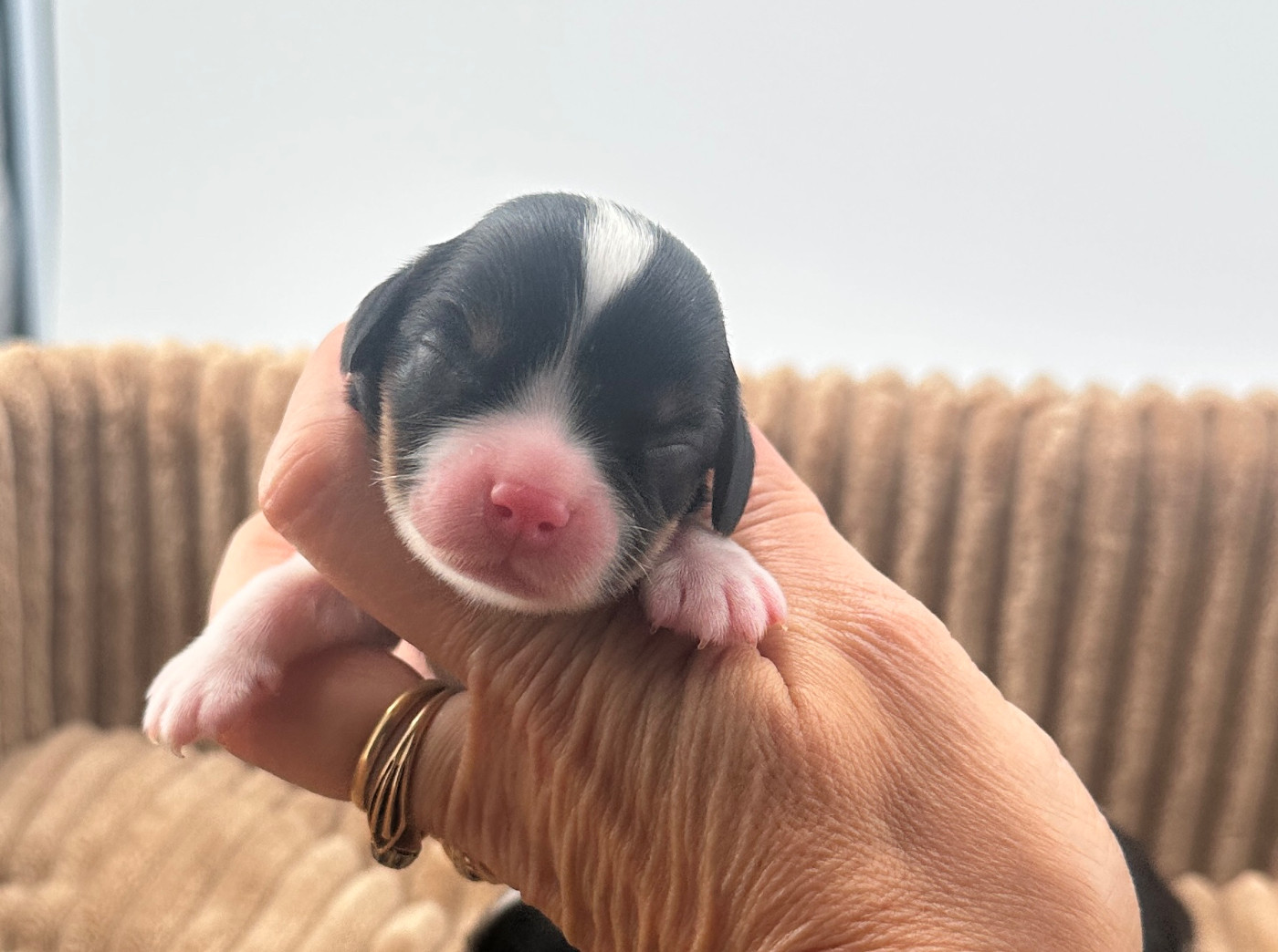 Di Casa Borgo - Chiots disponibles - Cavalier King Charles Spaniel