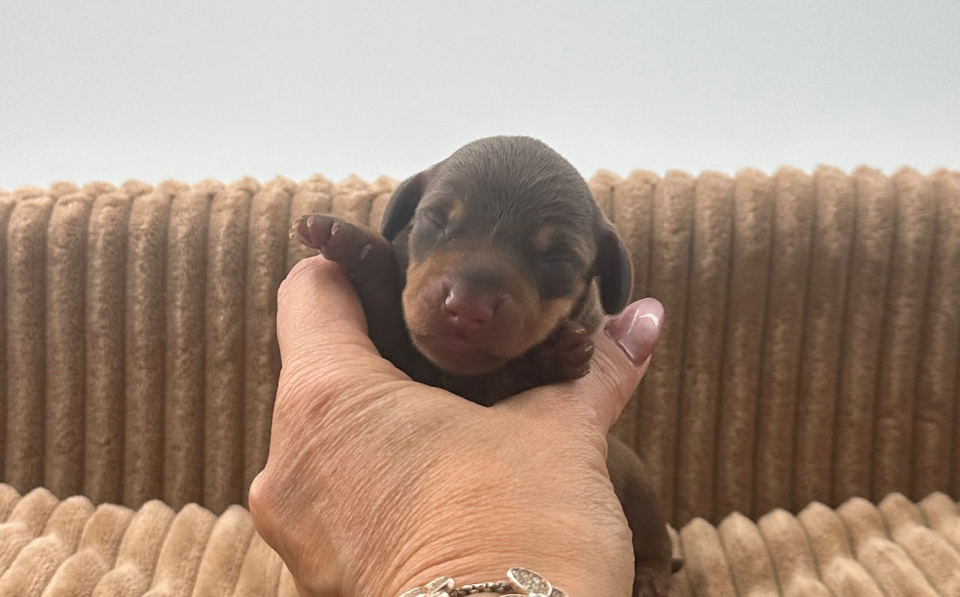 Di Casa Borgo - Chiots disponibles - Teckel poil ras