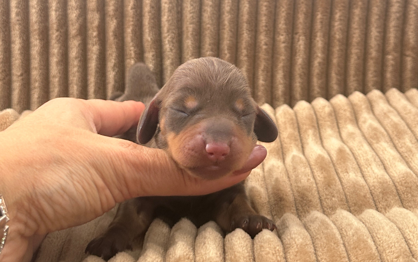 Di Casa Borgo - Chiots disponibles - Teckel poil ras