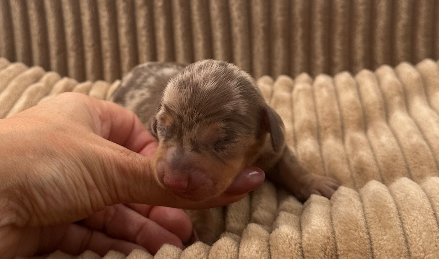 Di Casa Borgo - Chiots disponibles - Teckel poil ras