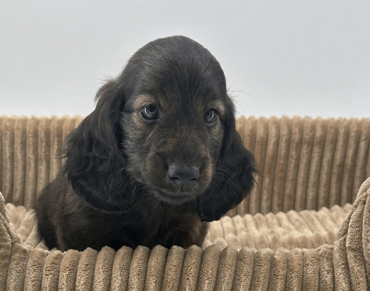 Di Casa Borgo - Chiots disponibles - Teckel poil long