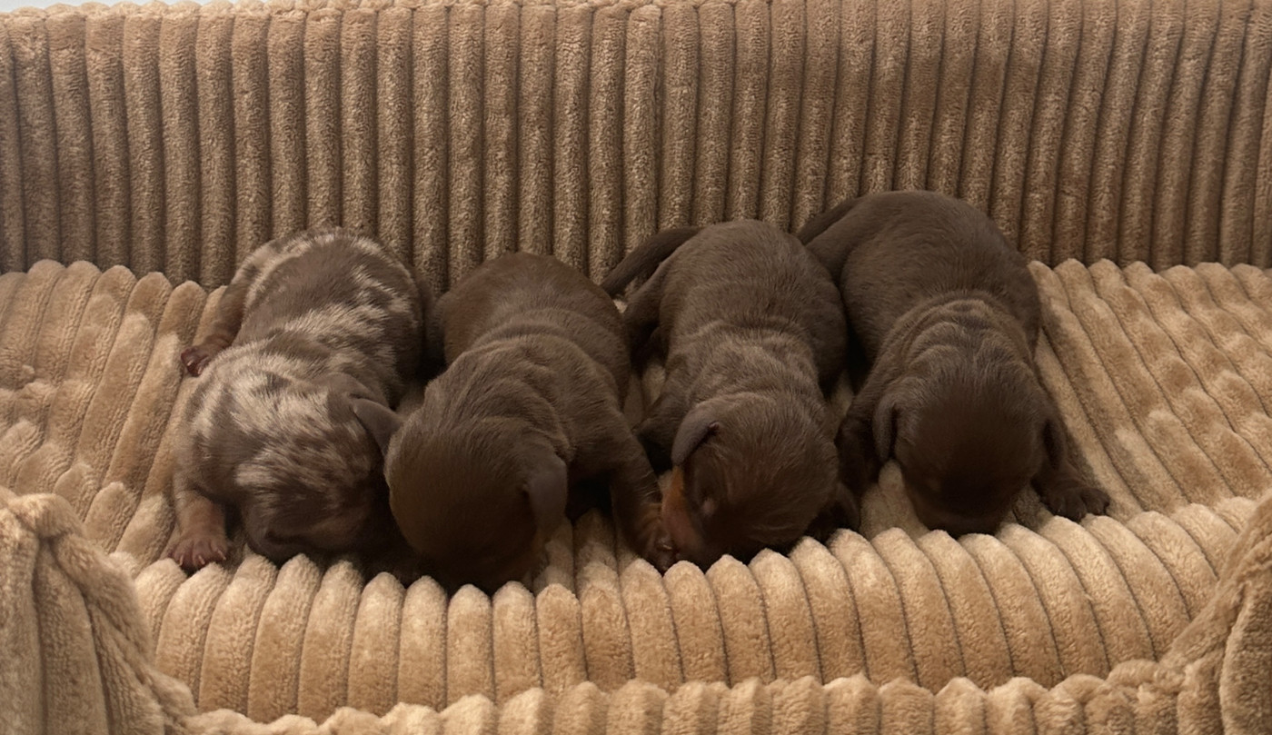 Chiot Teckel poil ras Di Casa Borgo