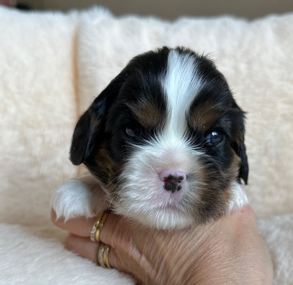 Di Casa Borgo - Chiots disponibles - Cavalier King Charles Spaniel