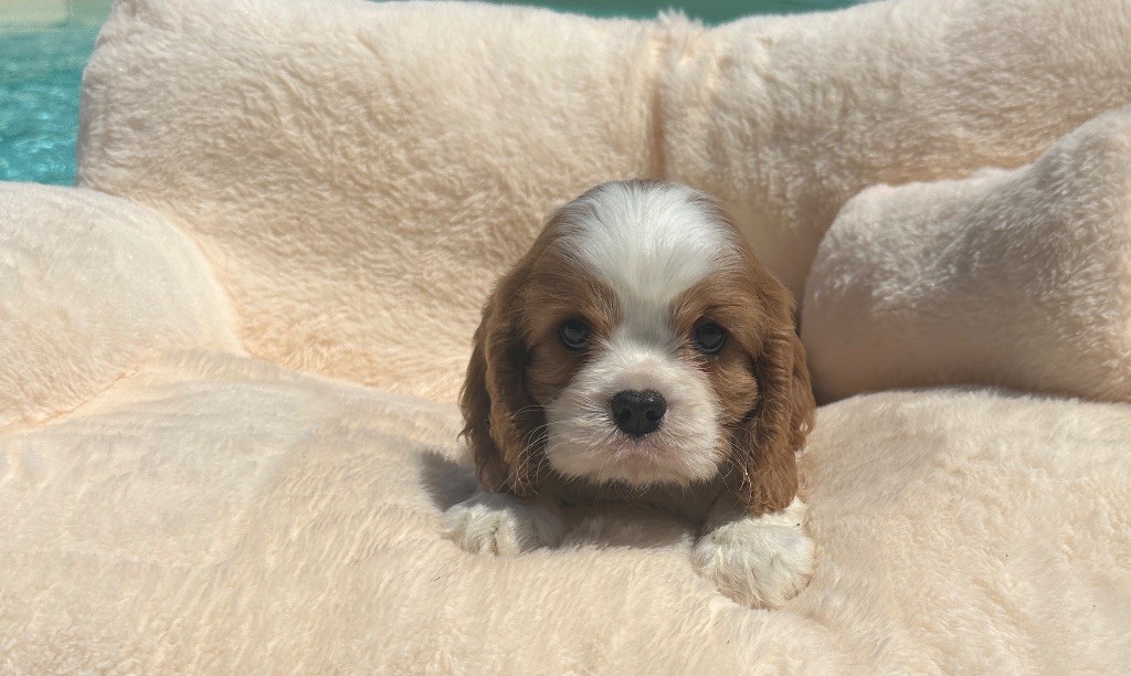 Di Casa Borgo - Chiots disponibles - Cavalier King Charles Spaniel