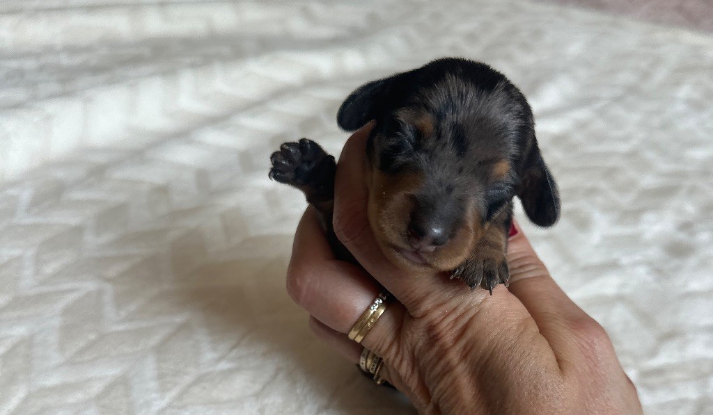 Di Casa Borgo - Chiots disponibles - Teckel poil ras