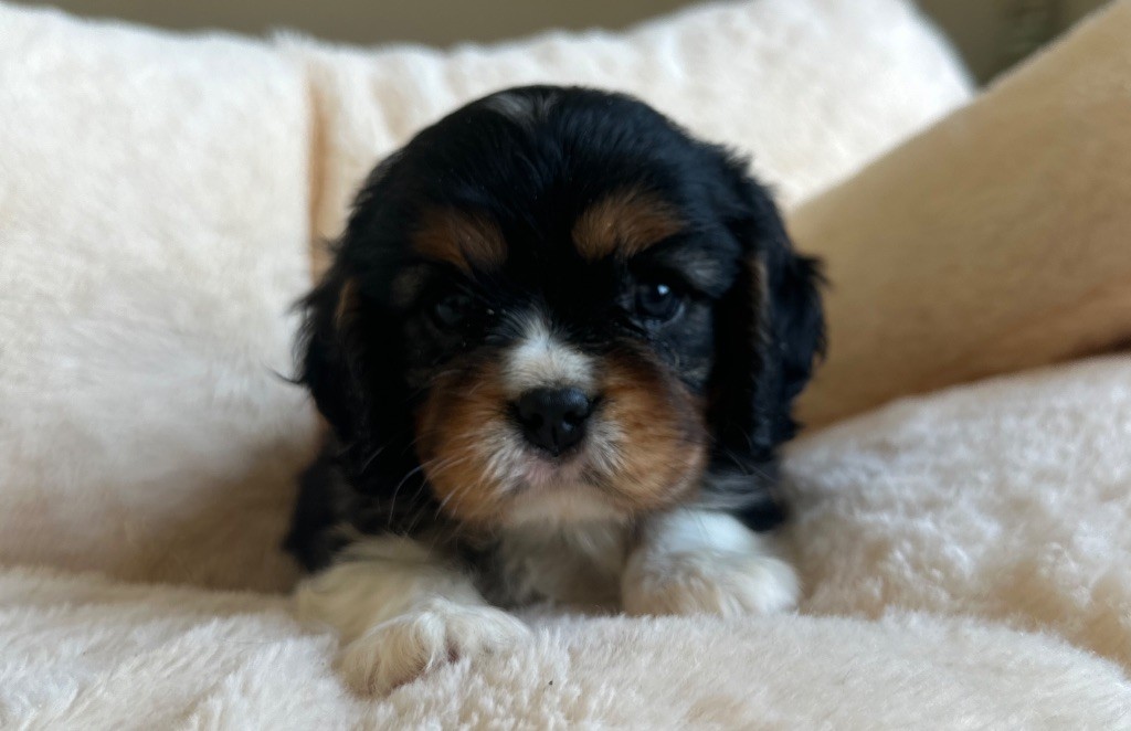 Di Casa Borgo - Chiots disponibles - Cavalier King Charles Spaniel