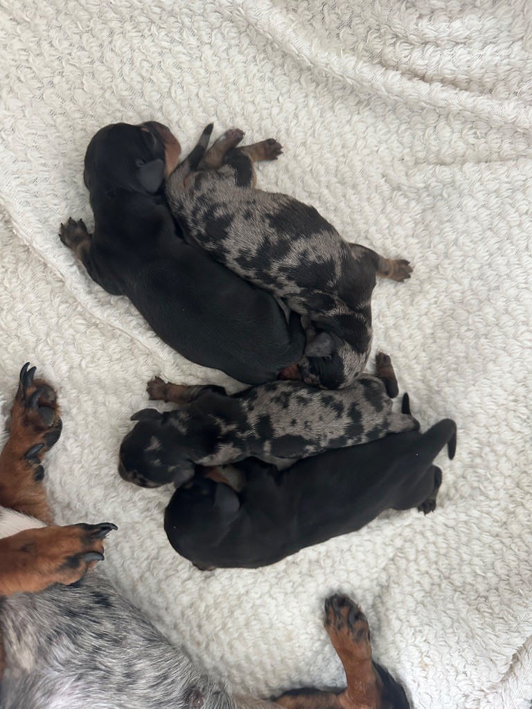 Di Casa Borgo - Chiots disponibles - Teckel poil ras